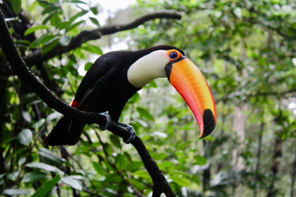 トゥカーノ（Toco Toucan）