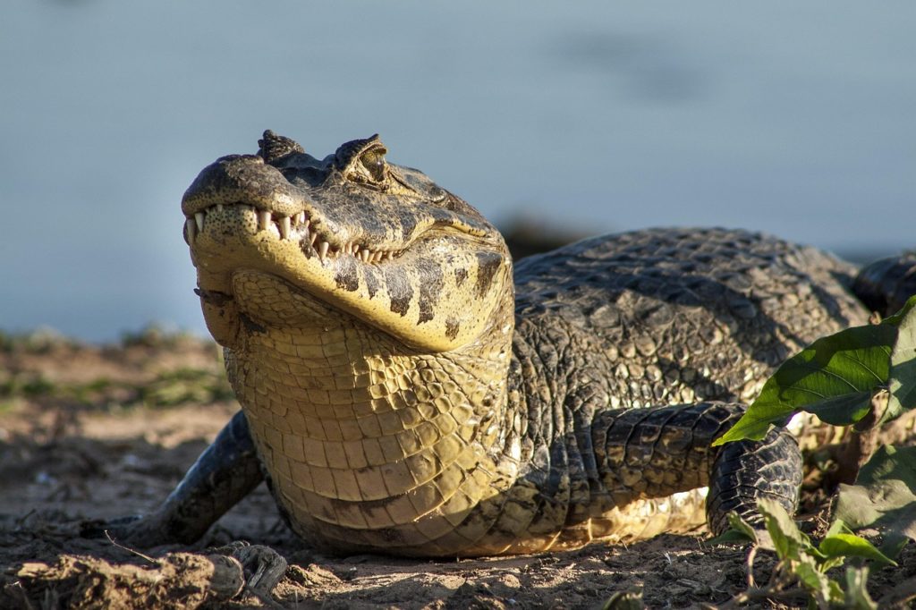 ヤコウチュウ（Caiman）