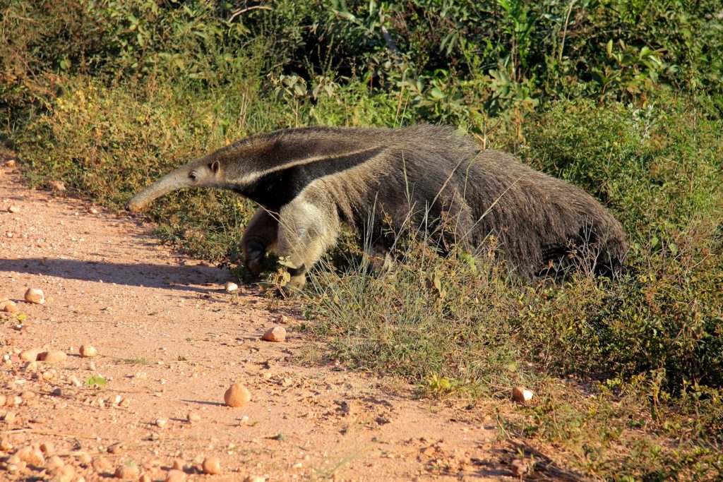 オオアリクイ（Giant Anteater）